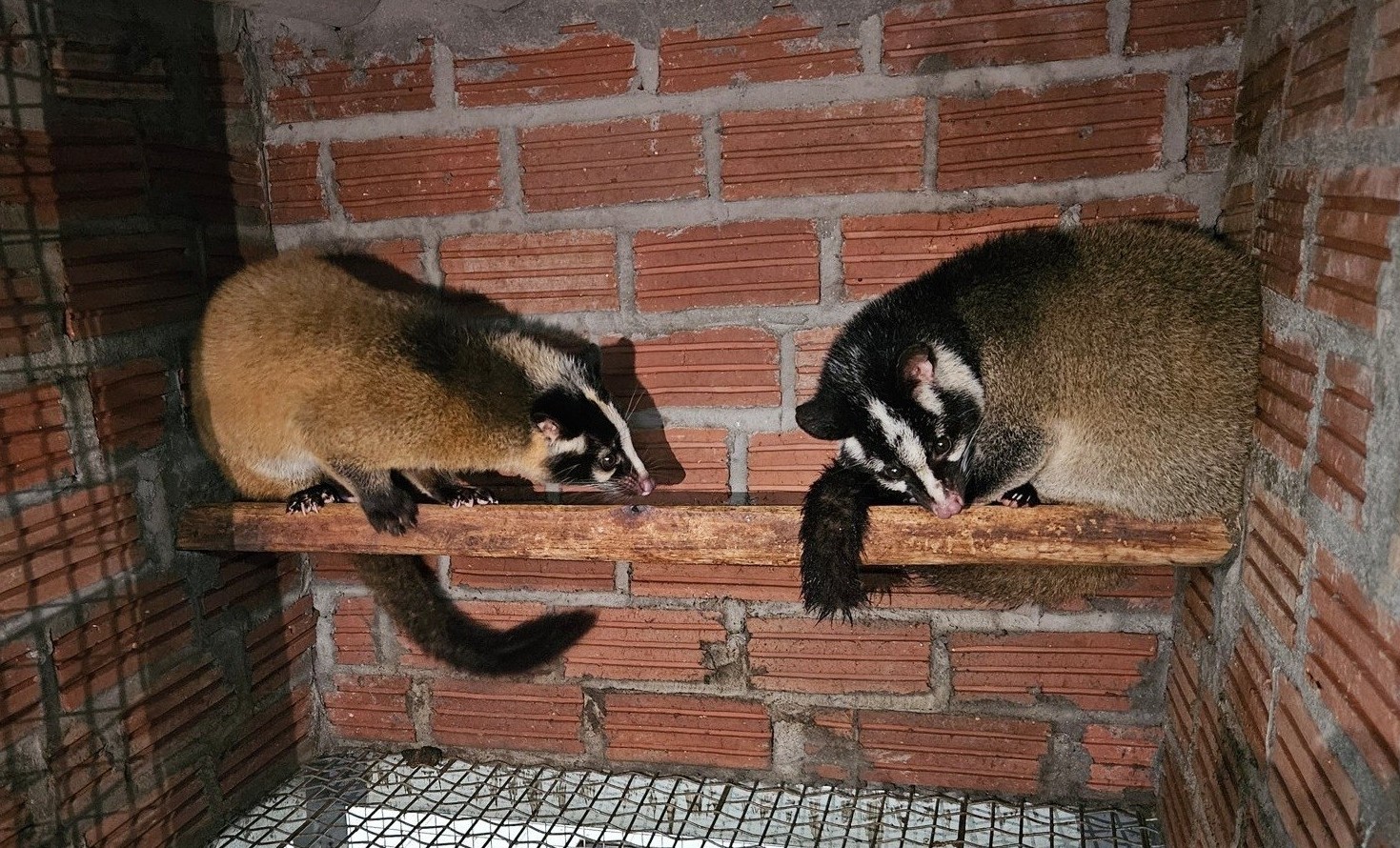 Ông chủ trang trại chồn hoa quả lớn nhất Hải Phòng thu 4 tỷ đồng chỉ sau một năm khởi nghiệp