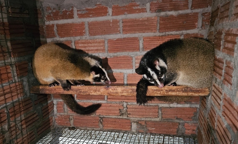 Ông chủ trang trại chồn hoa quả lớn nhất Hải Phòng thu 4 tỷ đồng chỉ sau một năm khởi nghiệp