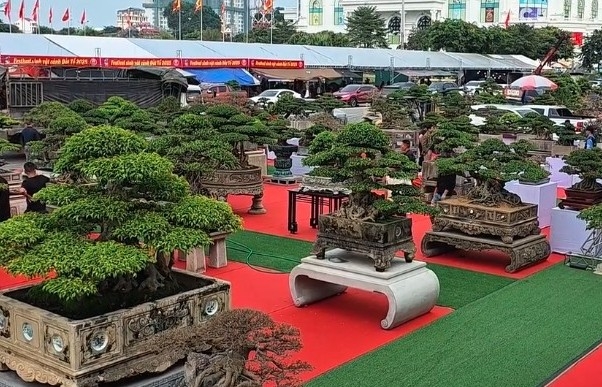 Hội SVC và làm vườn tỉnh Phú Thọ chuẩn bị khai mạc Festival SVC Đất Tổ