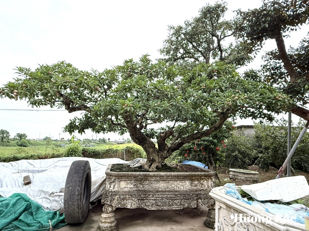 Nhà vườn Quân Dân: Ươm mầm đam mê, xanh mãi một vùng quê Hải Phòng Nhà vườn Quân Dân: Ươm mầm đam mê, xanh mãi một vùng quê Hải Phòng