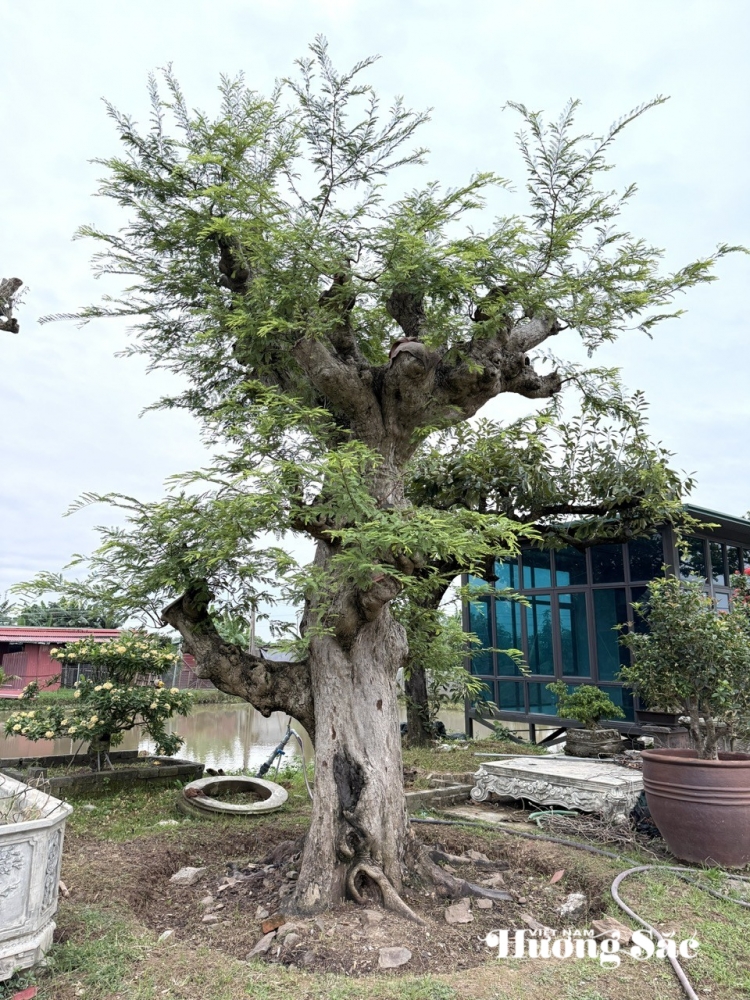 Nhà vườn Quân Dân: Ươm mầm đam mê, xanh mãi một vùng quê Hải Phòng Nhà vườn Quân Dân: Ươm mầm đam mê, xanh mãi một vùng quê Hải Phòng