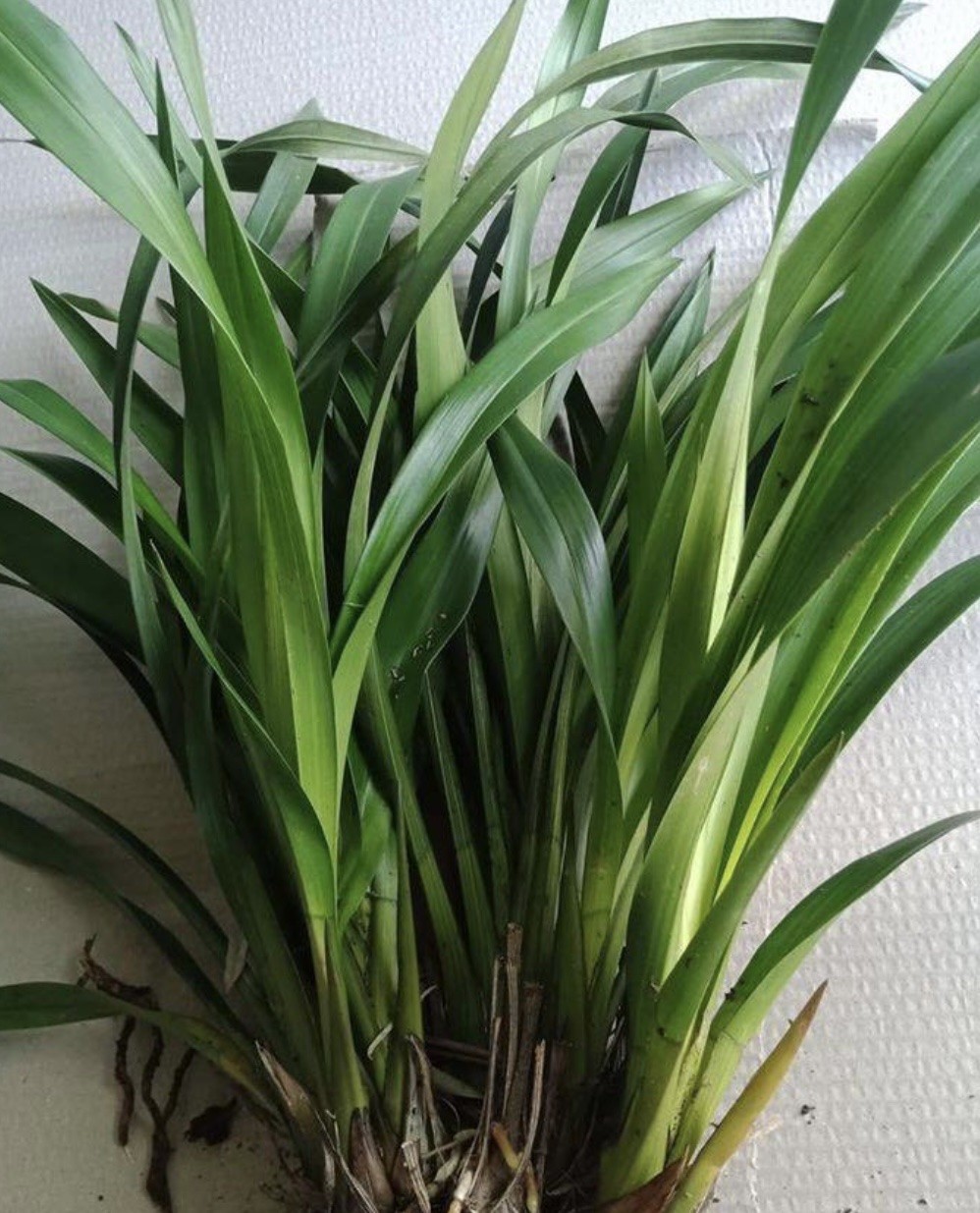 Đức Trần Nhân Tông và giống hoa lan quý về Ngọa Vân Đức Trần Nhân Tông và giống hoa lan quý về Ngọa Vân