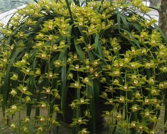 Đức Trần Nhân Tông và giống hoa lan quý về Ngọa Vân Đức Trần Nhân Tông và giống hoa lan quý về Ngọa Vân