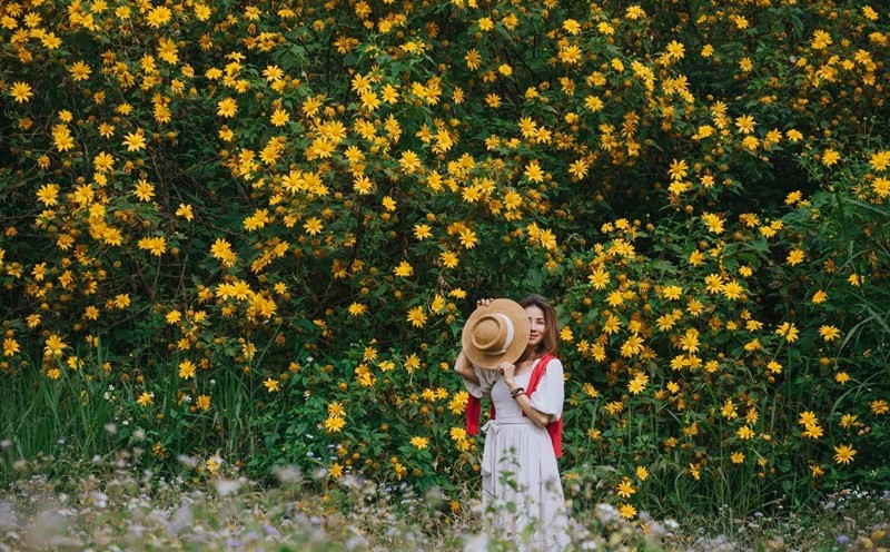 Ba Vì rực rỡ mùa hoa dã quỳ 2025: Du khách đổ về chiêm ngưỡng “biển vàng” giữa rừng thông Ba Vì rực rỡ mùa hoa dã quỳ 2025: Du khách đổ về chiêm ngưỡng “biển vàng” giữa rừng thông