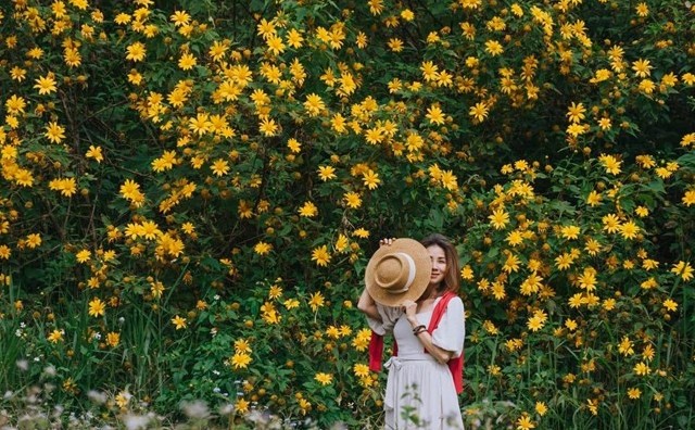 Ba Vì rực rỡ mùa hoa dã quỳ 2025: Du khách đổ về chiêm ngưỡng “biển vàng” giữa rừng thông