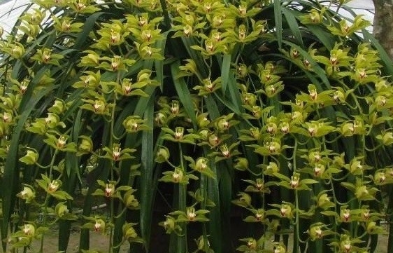 Đức Trần Nhân Tông và giống hoa lan quý về Ngọa Vân