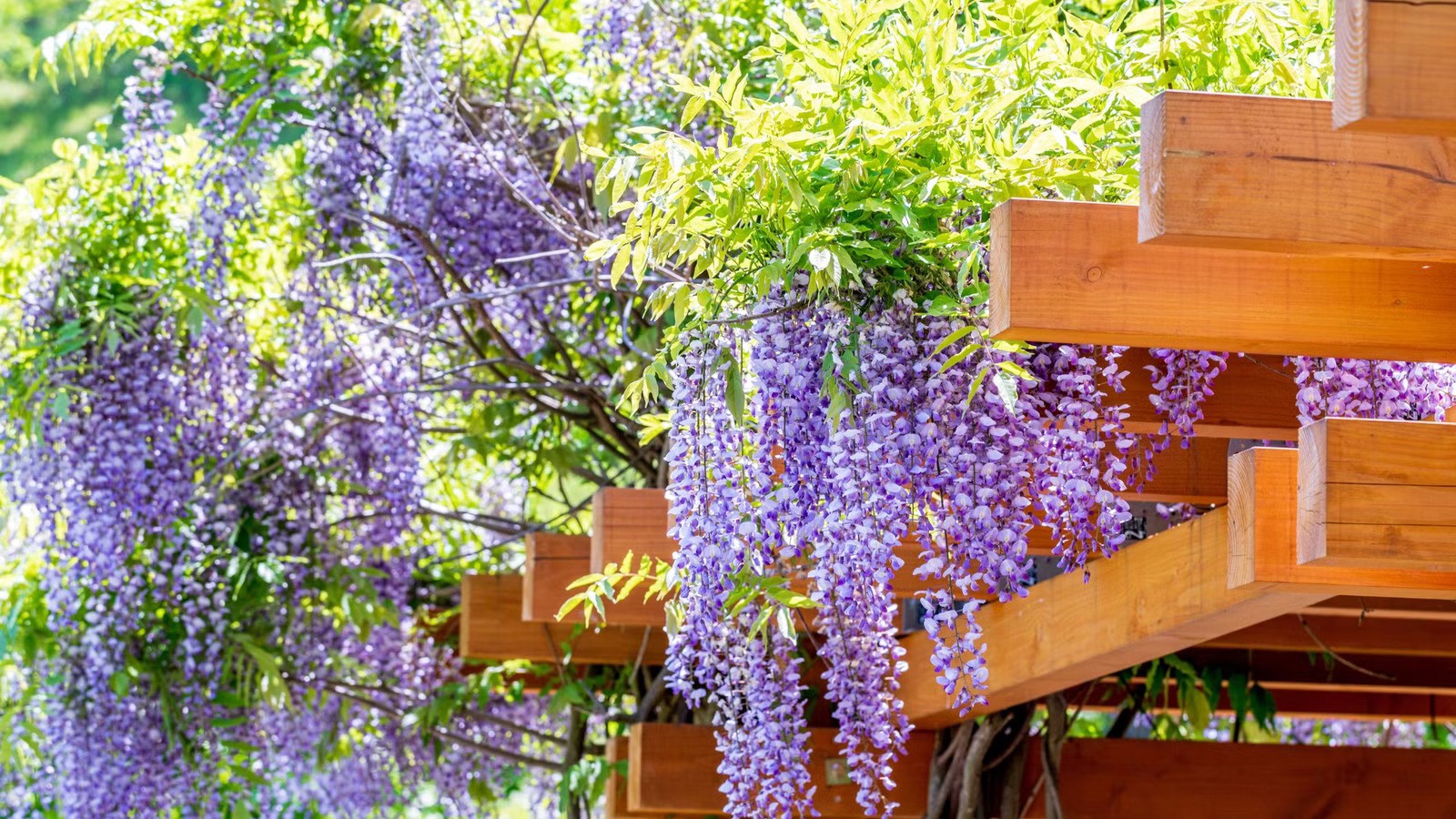 4 cây phong thủy sân vườn được ví như “báu vật truyền đời”, trồng một lần hưởng lộc trăm năm 4 cây phong thủy sân vườn được ví như “báu vật truyền đời”, trồng một lần hưởng lộc trăm năm