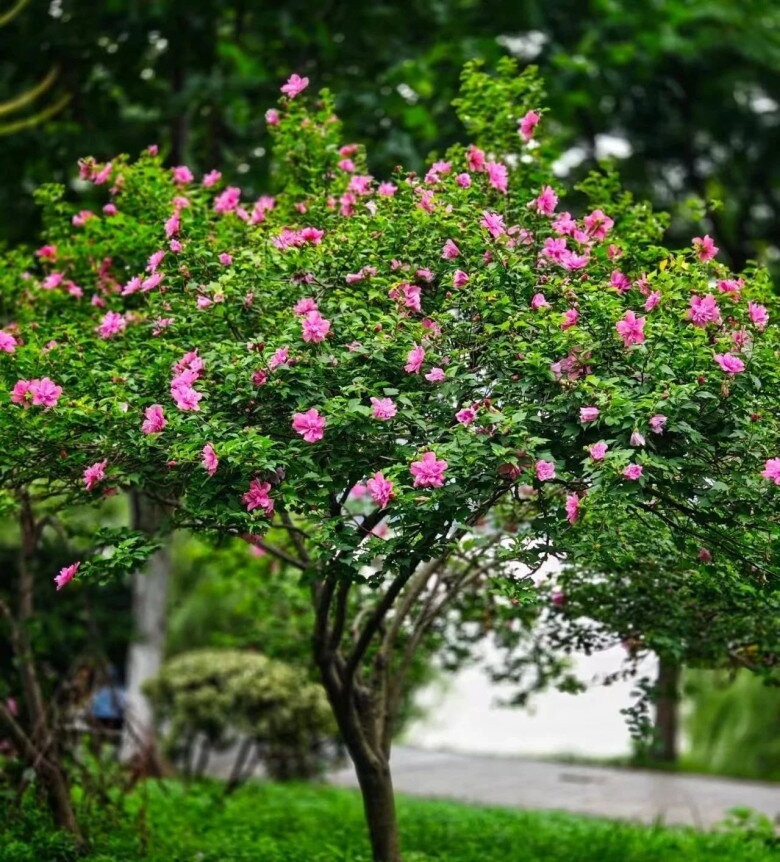 4 cây phong thủy sân vườn được ví như “báu vật truyền đời”, trồng một lần hưởng lộc trăm năm 4 cây phong thủy sân vườn được ví như “báu vật truyền đời”, trồng một lần hưởng lộc trăm năm