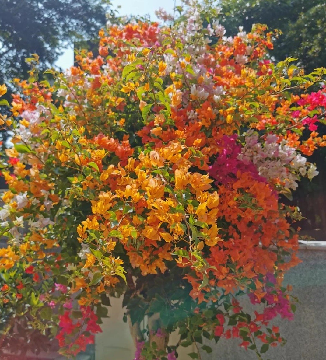 Ba “bí quyết mạnh tay” giúp hoa giấy nở rộ như thác, rực rỡ quanh năm Ba “bí quyết mạnh tay” giúp hoa giấy nở rộ như thác, rực rỡ quanh năm