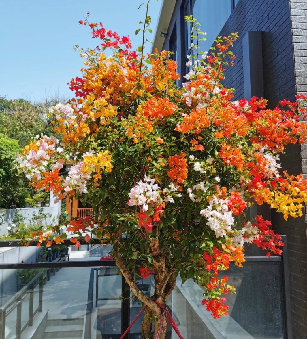 Ba “bí quyết mạnh tay” giúp hoa giấy nở rộ như thác, rực rỡ quanh năm Ba “bí quyết mạnh tay” giúp hoa giấy nở rộ như thác, rực rỡ quanh năm