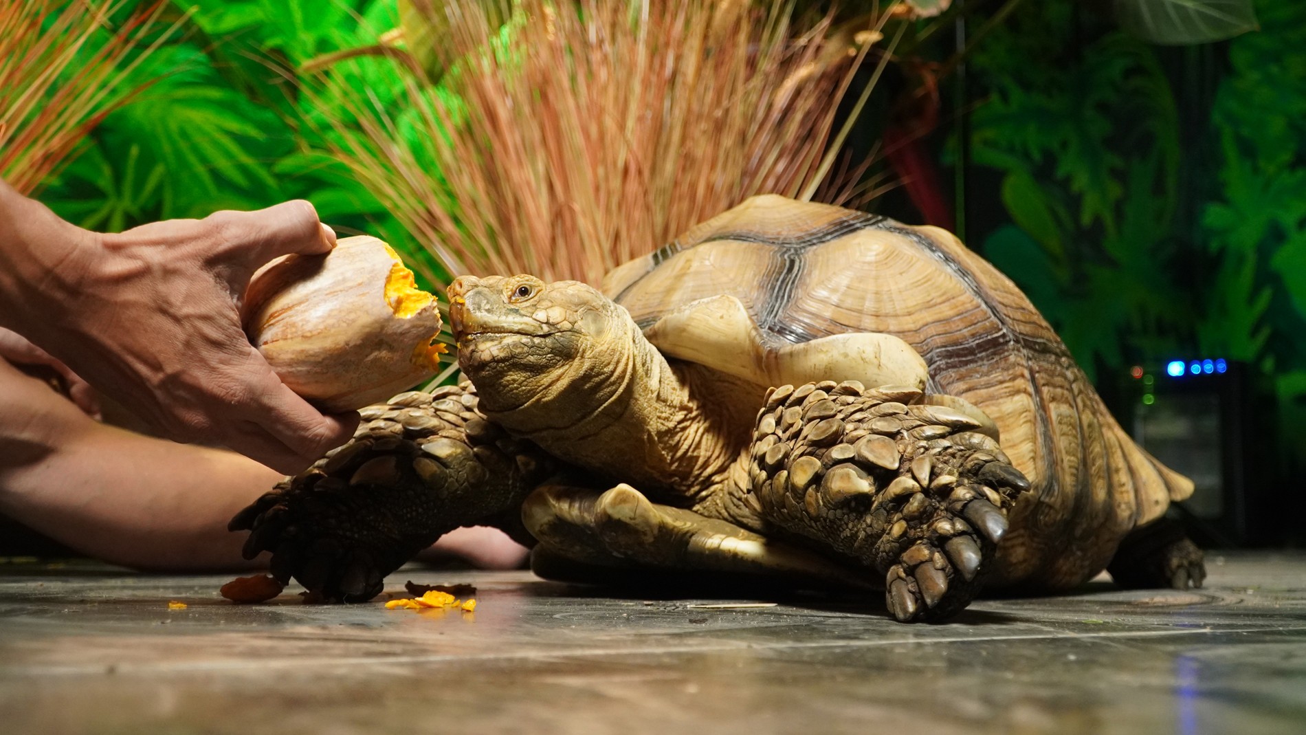 Người đàn ông Hà Nội nuôi thú cưng nặng 40kg, mỗi bữa ăn hết vài cân rau Người đàn ông Hà Nội nuôi thú cưng nặng 40kg, mỗi bữa ăn hết vài cân rau