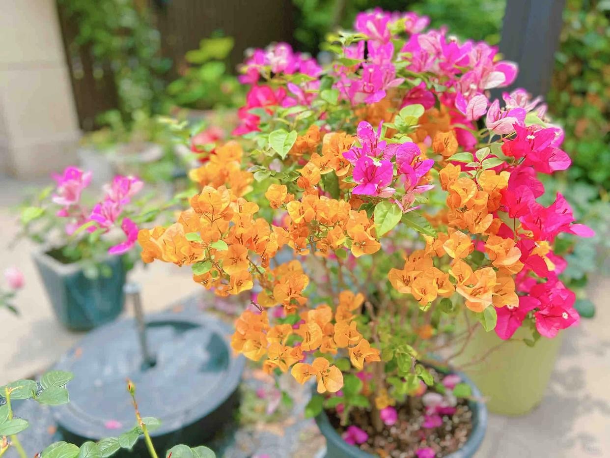 Ba “bí quyết mạnh tay” giúp hoa giấy nở rộ như thác, rực rỡ quanh năm Ba “bí quyết mạnh tay” giúp hoa giấy nở rộ như thác, rực rỡ quanh năm