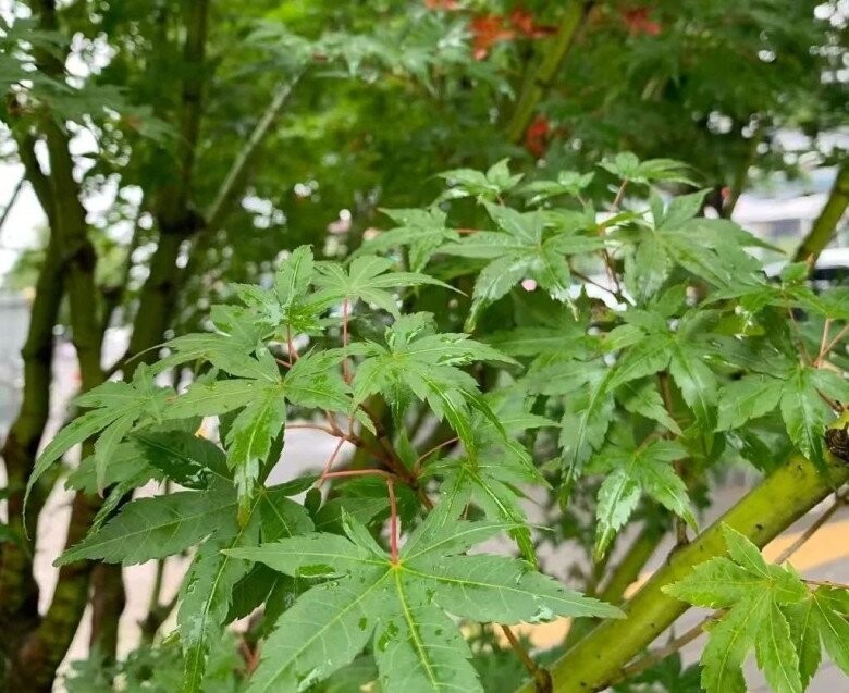 4 cây phong thủy sân vườn được ví như “báu vật truyền đời”, trồng một lần hưởng lộc trăm năm 4 cây phong thủy sân vườn được ví như “báu vật truyền đời”, trồng một lần hưởng lộc trăm năm