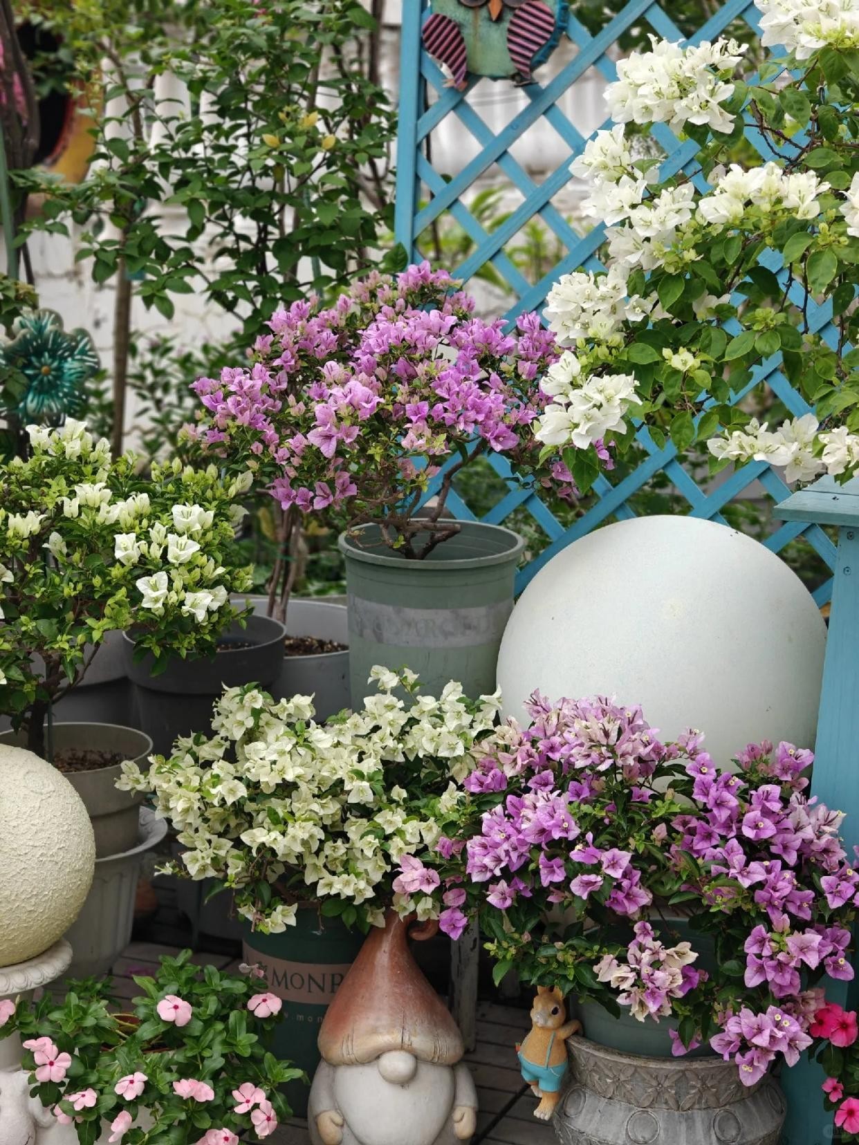 Ba “bí quyết mạnh tay” giúp hoa giấy nở rộ như thác, rực rỡ quanh năm Ba “bí quyết mạnh tay” giúp hoa giấy nở rộ như thác, rực rỡ quanh năm