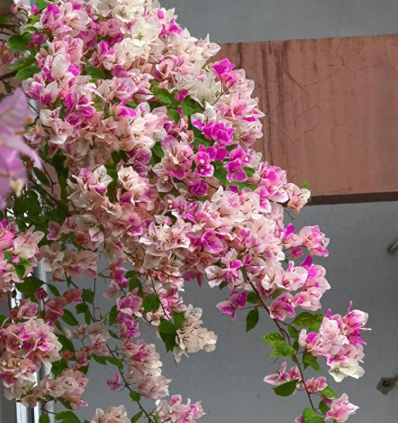 Ba “bí quyết mạnh tay” giúp hoa giấy nở rộ như thác, rực rỡ quanh năm Ba “bí quyết mạnh tay” giúp hoa giấy nở rộ như thác, rực rỡ quanh năm