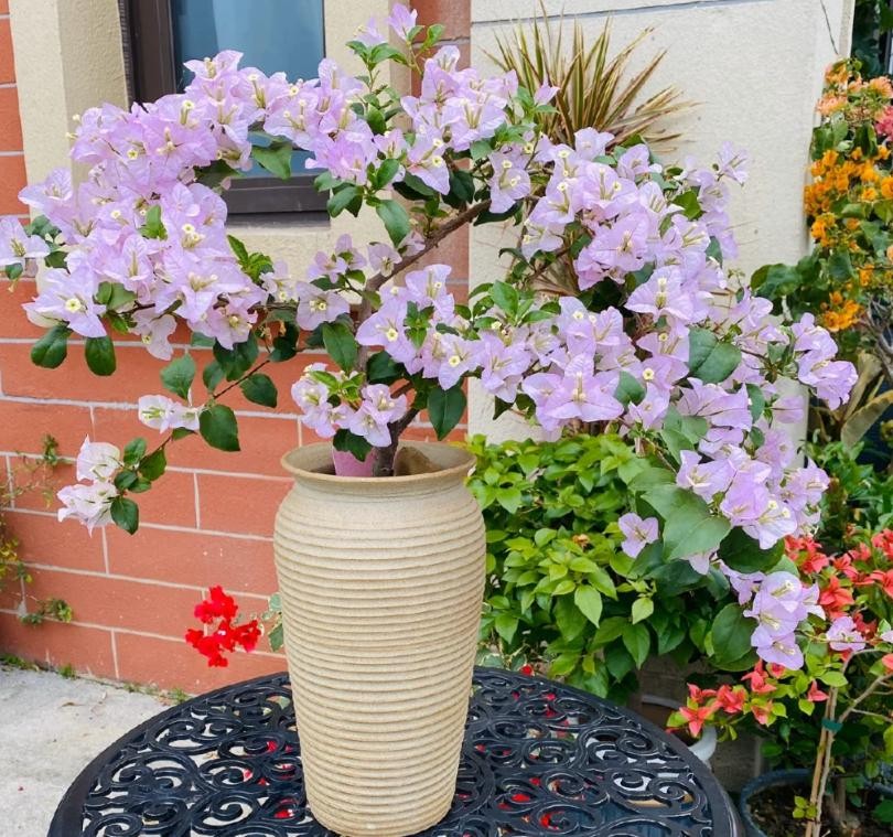 Ba “bí quyết mạnh tay” giúp hoa giấy nở rộ như thác, rực rỡ quanh năm Ba “bí quyết mạnh tay” giúp hoa giấy nở rộ như thác, rực rỡ quanh năm