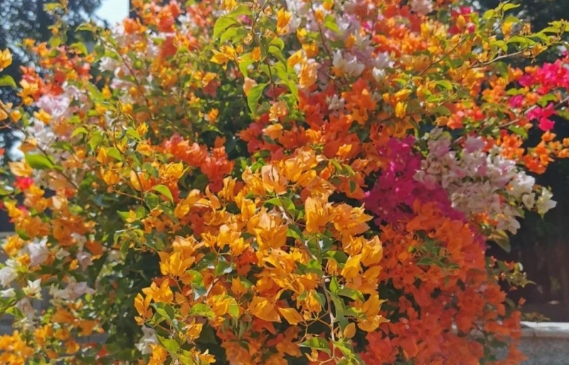 Ba “bí quyết mạnh tay” giúp hoa giấy nở rộ như thác, rực rỡ quanh năm