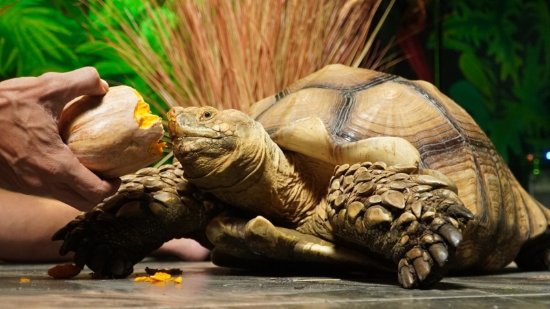 Người đàn ông Hà Nội nuôi thú cưng nặng 40kg, mỗi bữa ăn hết vài cân rau