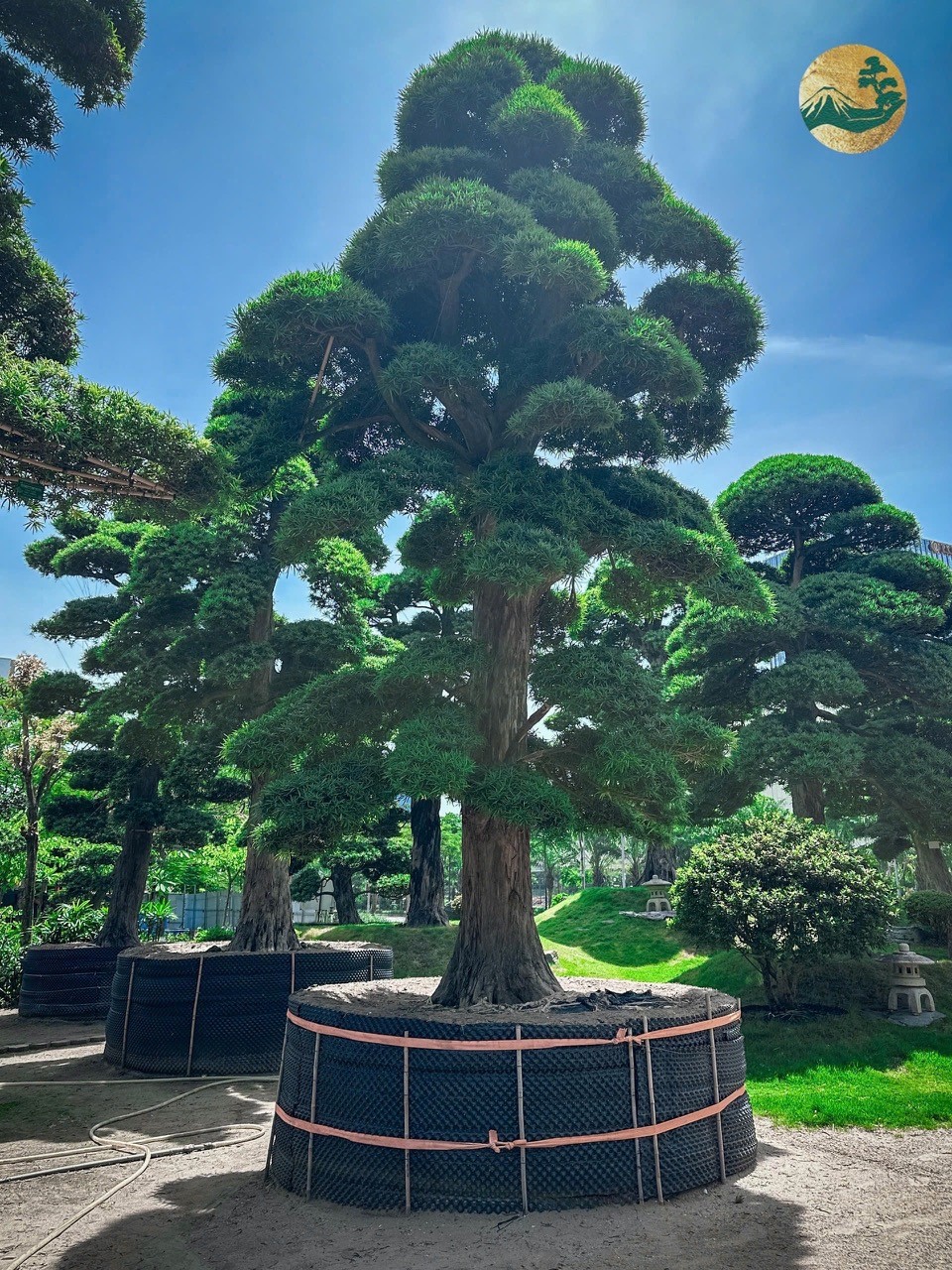 Cây tùng: Vẻ đẹp cổ, kỳ, mỹ, linh trong nghệ thuật chơi cây Việt Cây tùng: Vẻ đẹp cổ, kỳ, mỹ, linh trong nghệ thuật chơi cây Việt