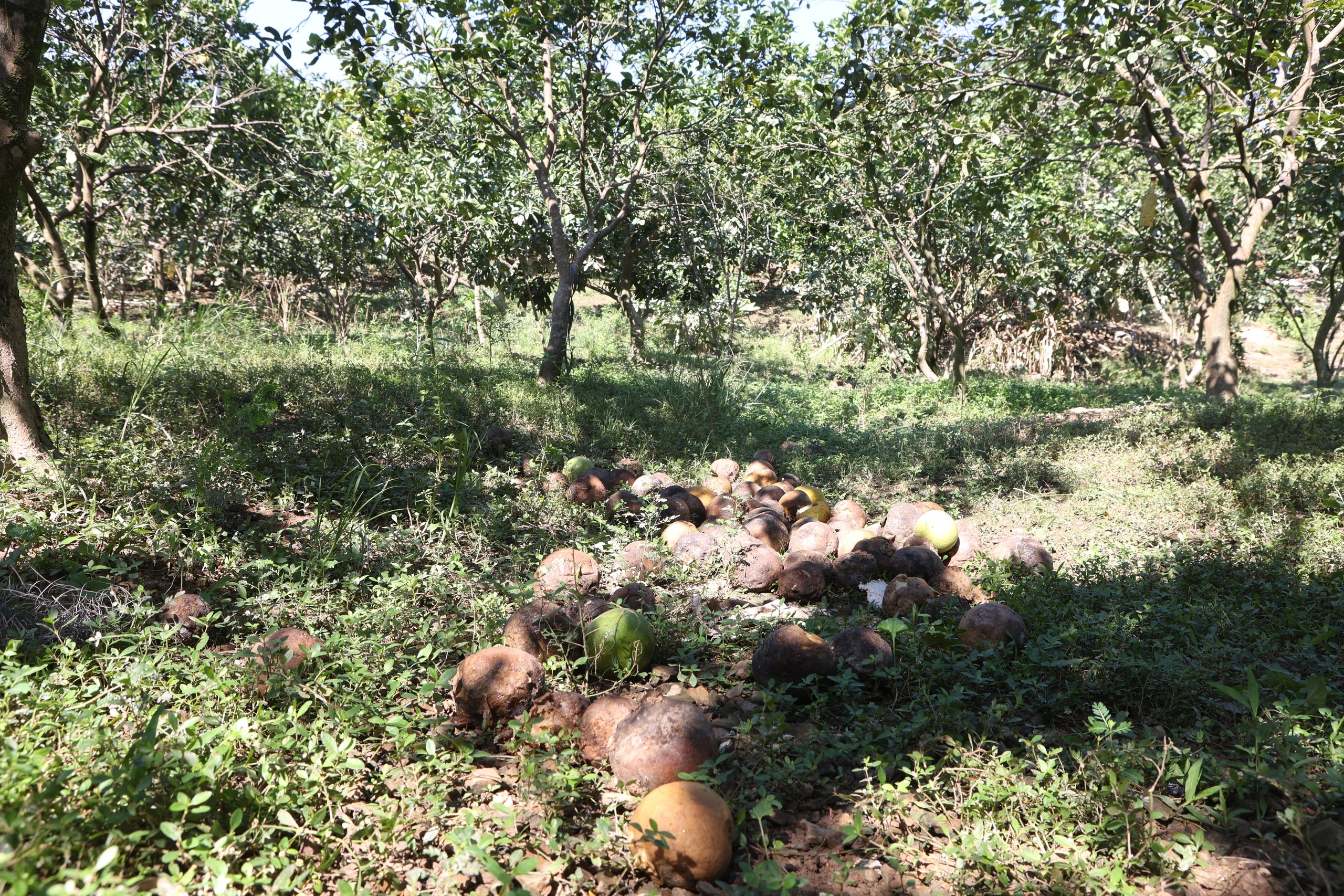 Hơn 300 ha bưởi, cam bị ngập úng, nông dân Tuyên Quang xót xa nhìn vườn cây tiêu điều Hơn 300 ha bưởi, cam bị ngập úng, nông dân Tuyên Quang xót xa nhìn vườn cây tiêu điều