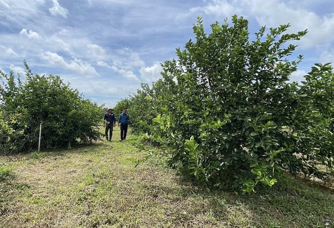 Trồng loại cây thấp tè ở Vĩnh Long, nông dân thu nửa tỷ đồng mỗi hecta mỗi năm