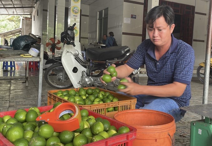Trồng loại cây thấp tè ở Vĩnh Long, nông dân thu nửa tỷ đồng mỗi hecta mỗi năm