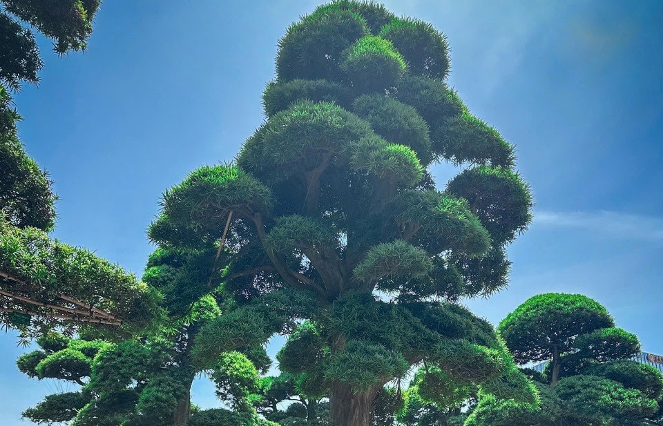 Cây tùng: Vẻ đẹp cổ, kỳ, mỹ, linh trong nghệ thuật chơi cây Việt