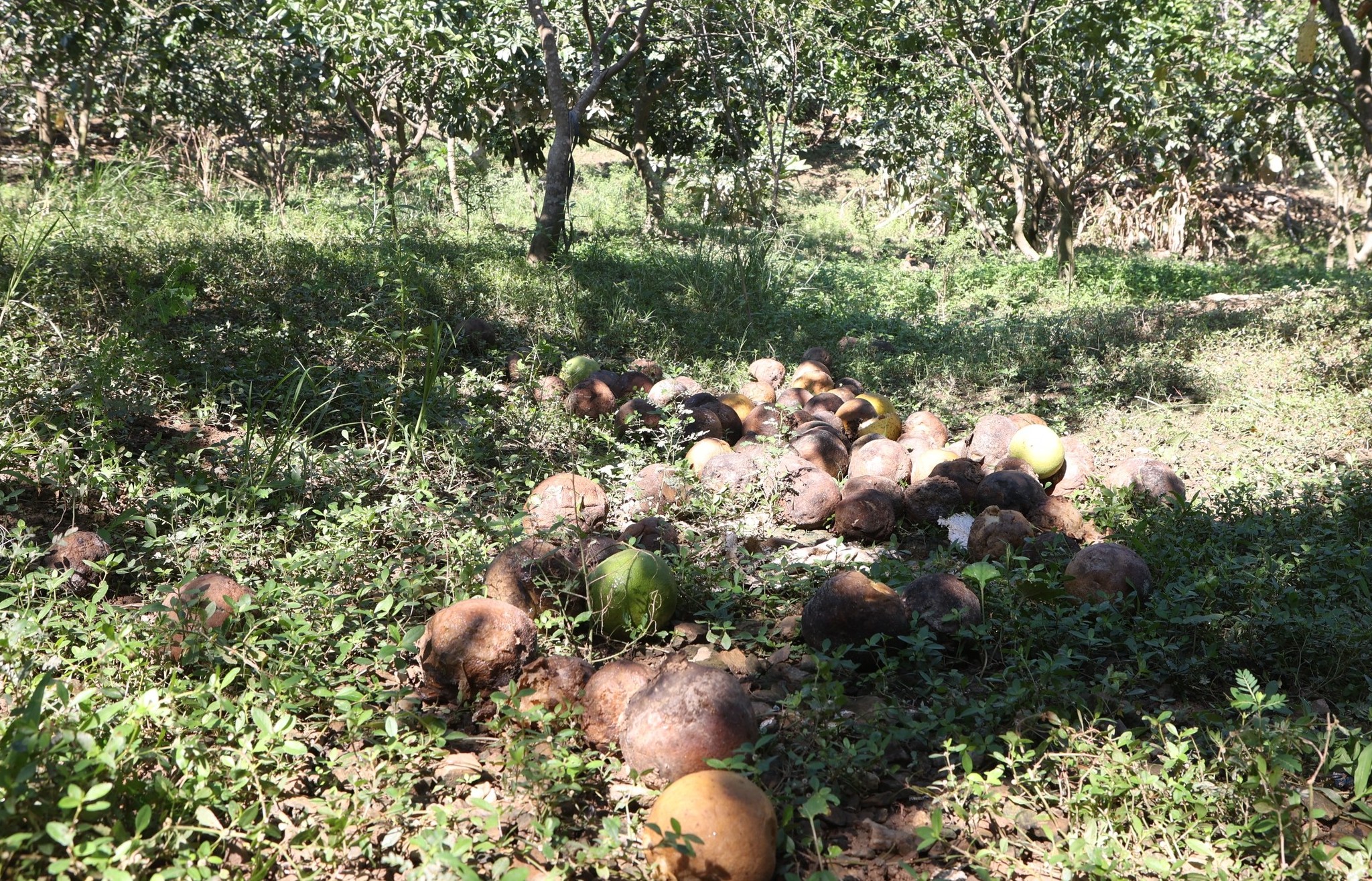 Hơn 300 ha bưởi, cam bị ngập úng, nông dân Tuyên Quang xót xa nhìn vườn cây tiêu điều