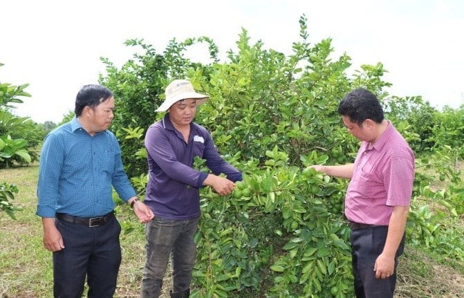 Trồng loại cây thấp tè ở Vĩnh Long, nông dân thu nửa tỷ đồng mỗi hecta mỗi năm