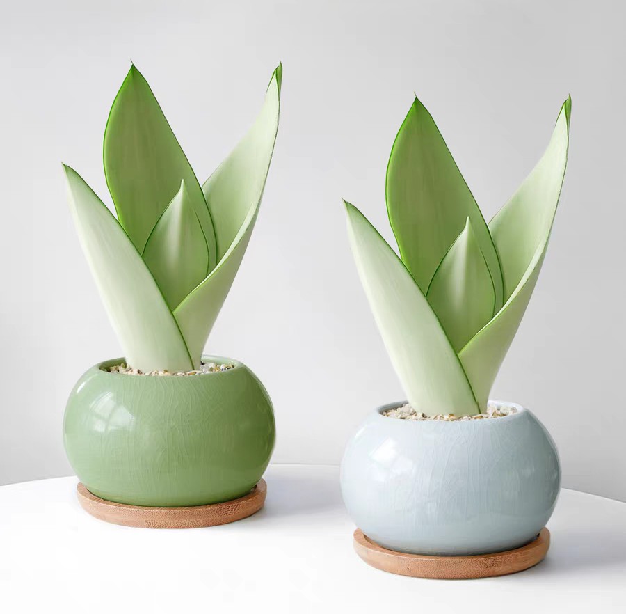 8 loại cây phong thủy giúp bàn làm việc “hút lộc”, đặc biệt hợp trồng trong năm 2026 8 loại cây phong thủy giúp bàn làm việc “hút lộc”, đặc biệt hợp trồng trong năm 2026