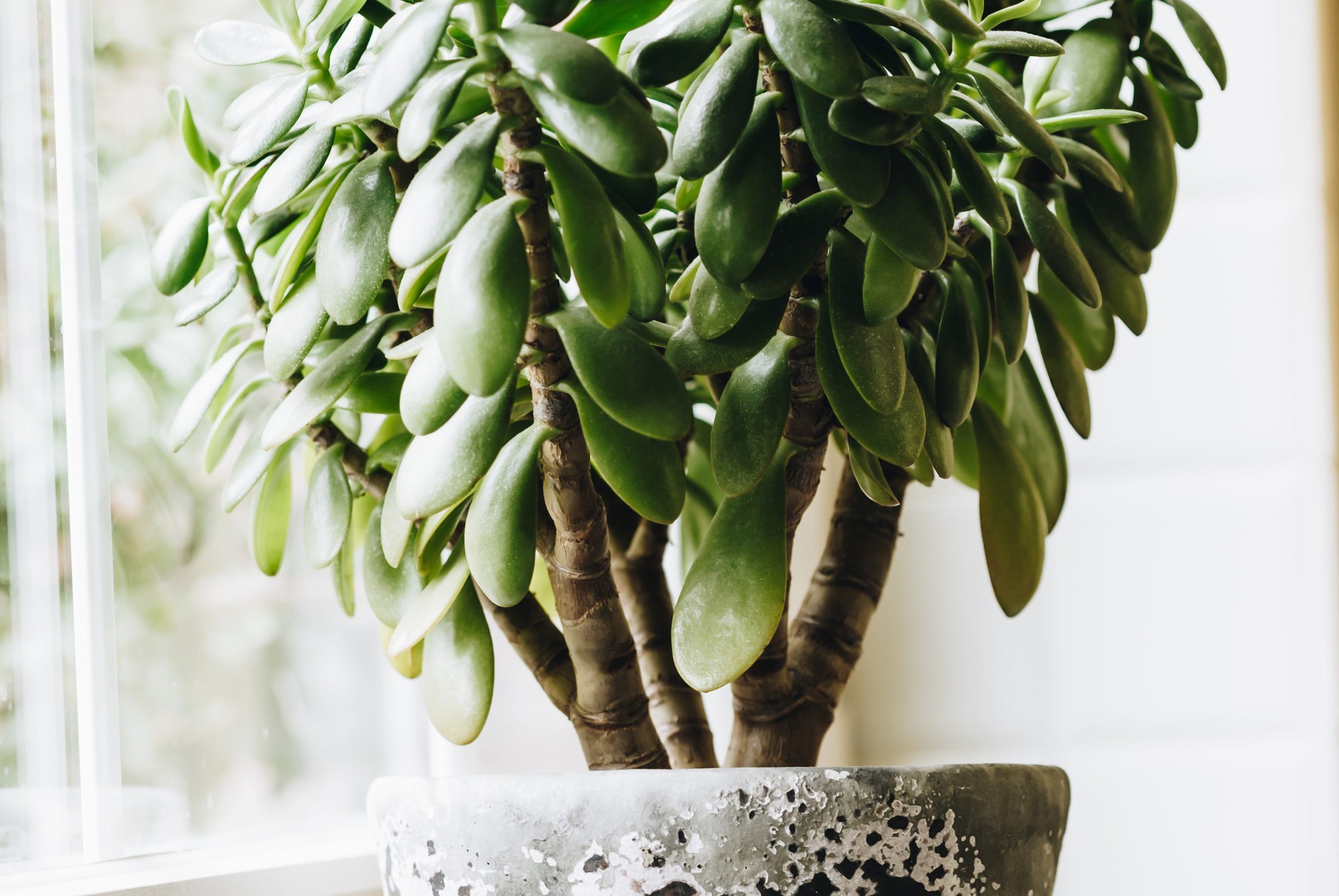 8 loại cây phong thủy giúp bàn làm việc “hút lộc”, đặc biệt hợp trồng trong năm 2026 8 loại cây phong thủy giúp bàn làm việc “hút lộc”, đặc biệt hợp trồng trong năm 2026