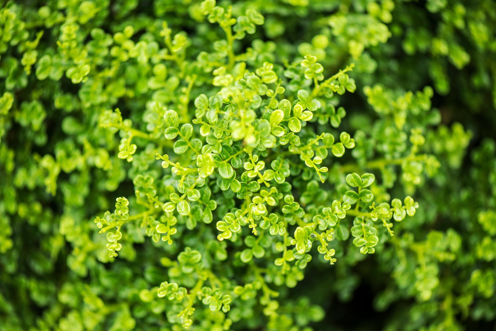 8 loại cây phong thủy giúp bàn làm việc “hút lộc”, đặc biệt hợp trồng trong năm 2026 8 loại cây phong thủy giúp bàn làm việc “hút lộc”, đặc biệt hợp trồng trong năm 2026