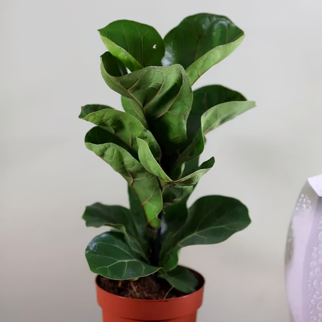 8 loại cây phong thủy giúp bàn làm việc “hút lộc”, đặc biệt hợp trồng trong năm 2026 8 loại cây phong thủy giúp bàn làm việc “hút lộc”, đặc biệt hợp trồng trong năm 2026