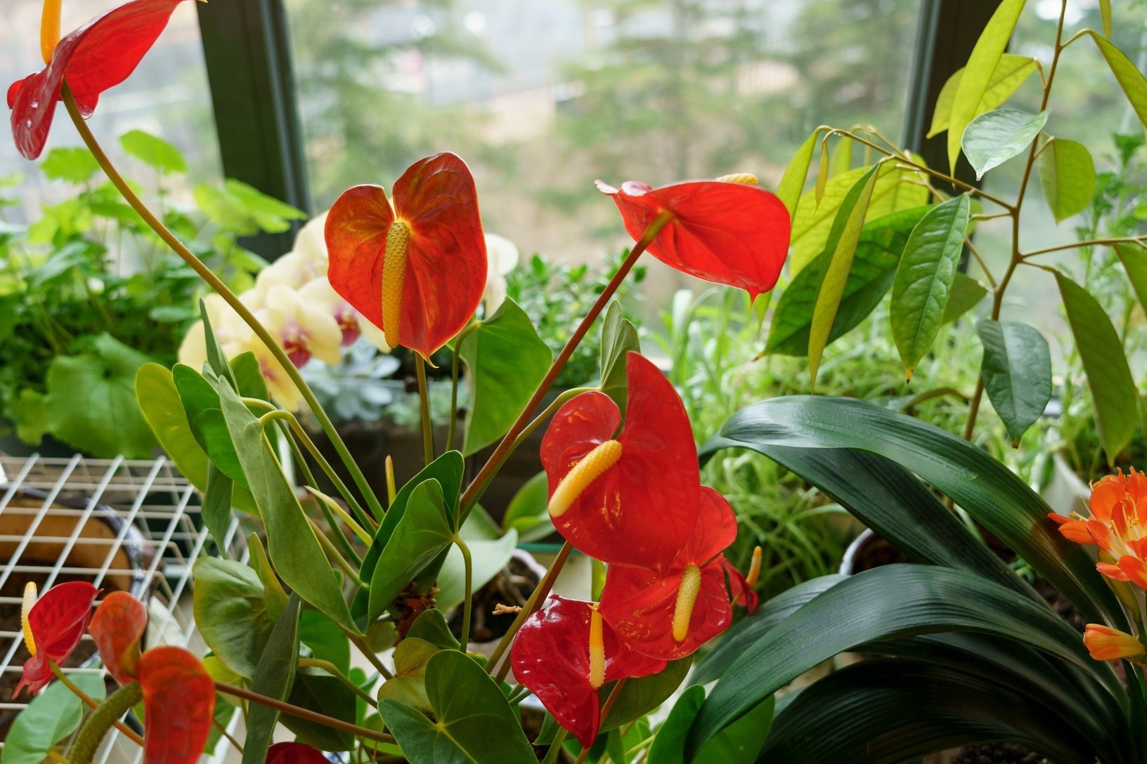 8 loại cây phong thủy giúp bàn làm việc “hút lộc”, đặc biệt hợp trồng trong năm 2026