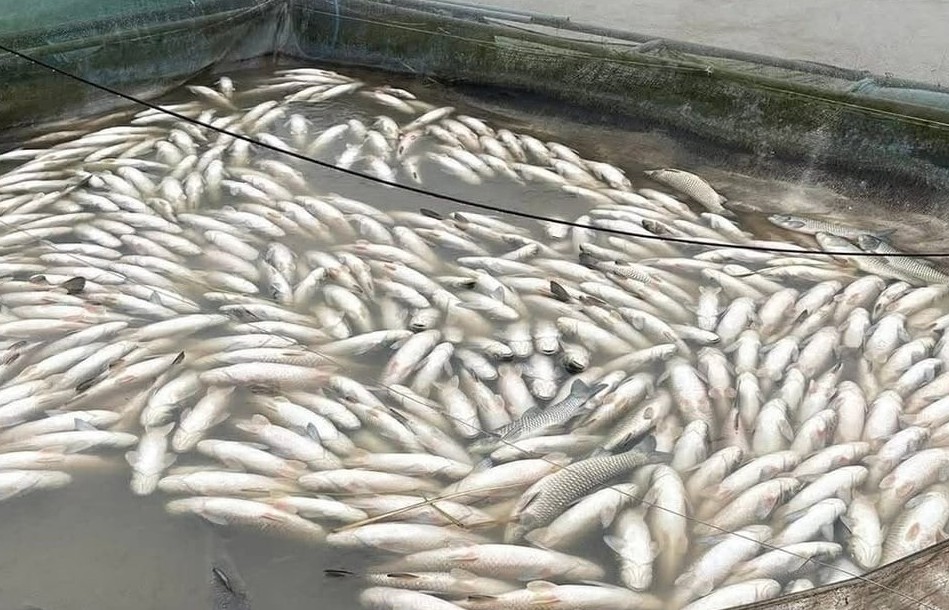 Huế: Cá chết trắng lồng, hơn 13.000 gia súc gia cầm bị cuốn trôi sau lũ lịch sử