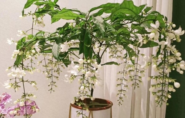 Cây dạ ngọc minh châu – Hoa trắng tinh khôi, hương thơm lan tỏa, mang may mắn vào nhà