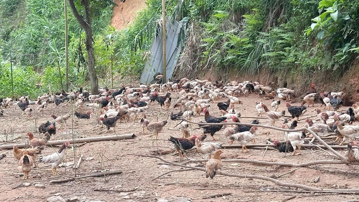 Từ thất bại đến tỷ phú gà thả vườn: Bí quyết 5 chung, 3 riêng giúp nông dân Lào Cai thu hàng tỷ mỗi năm