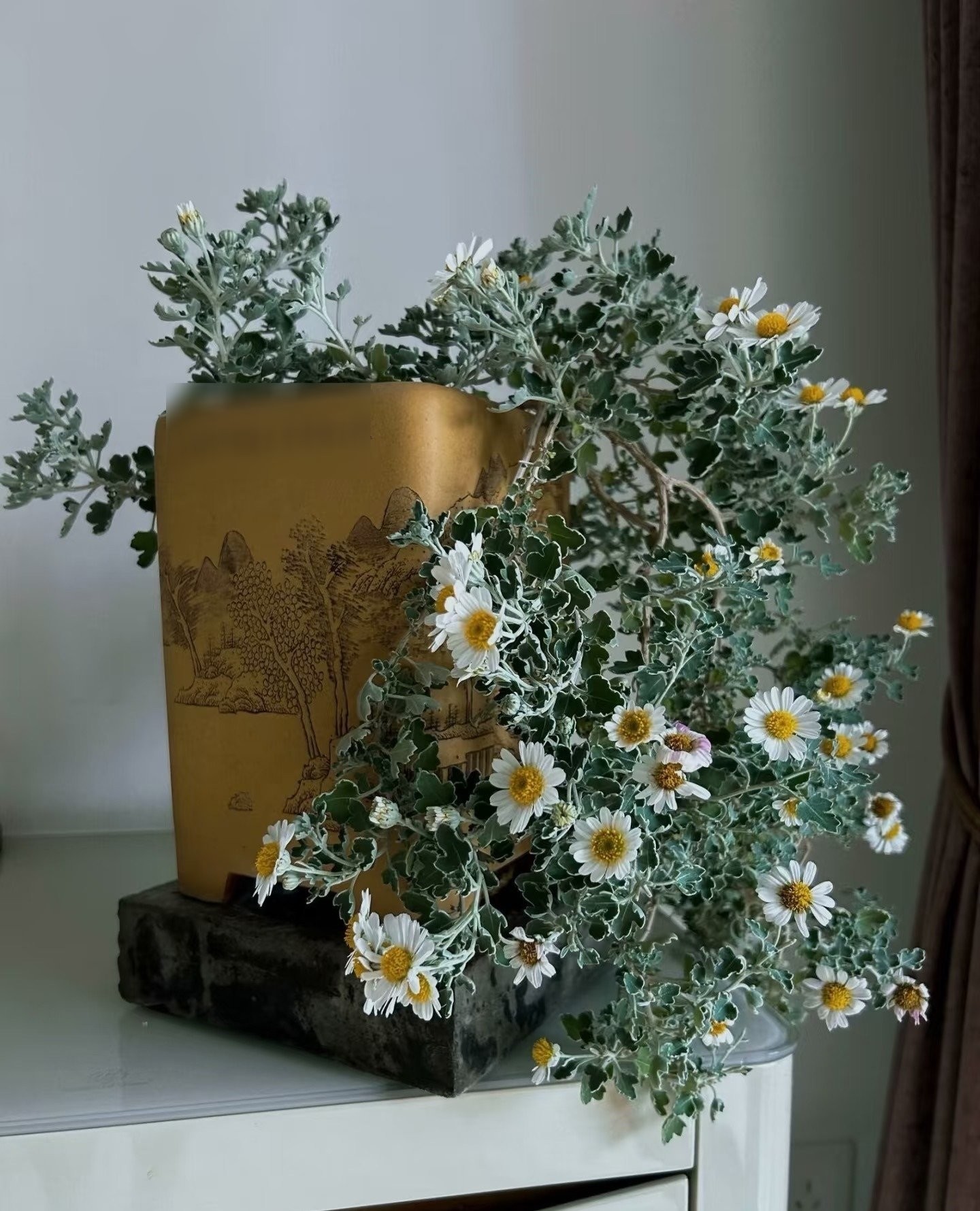 Cúc dại Nhật Bản: Biển hoa trắng – hồng nở suốt 200 ngày, dễ trồng, tỏa hương thơm mát cả mùa