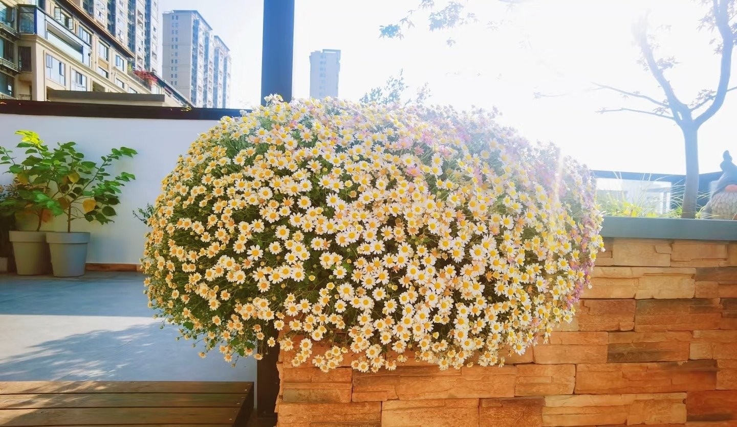 Cúc dại Nhật Bản: Biển hoa trắng – hồng nở suốt 200 ngày, dễ trồng, tỏa hương thơm mát cả mùa