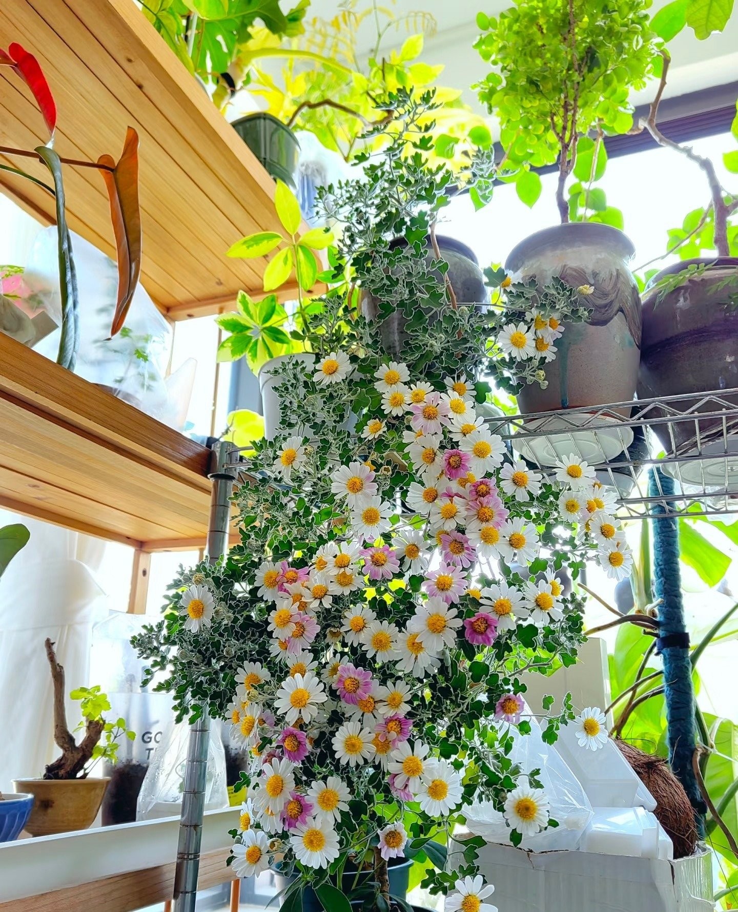 Cúc dại Nhật Bản: Biển hoa trắng – hồng nở suốt 200 ngày, dễ trồng, tỏa hương thơm mát cả mùa