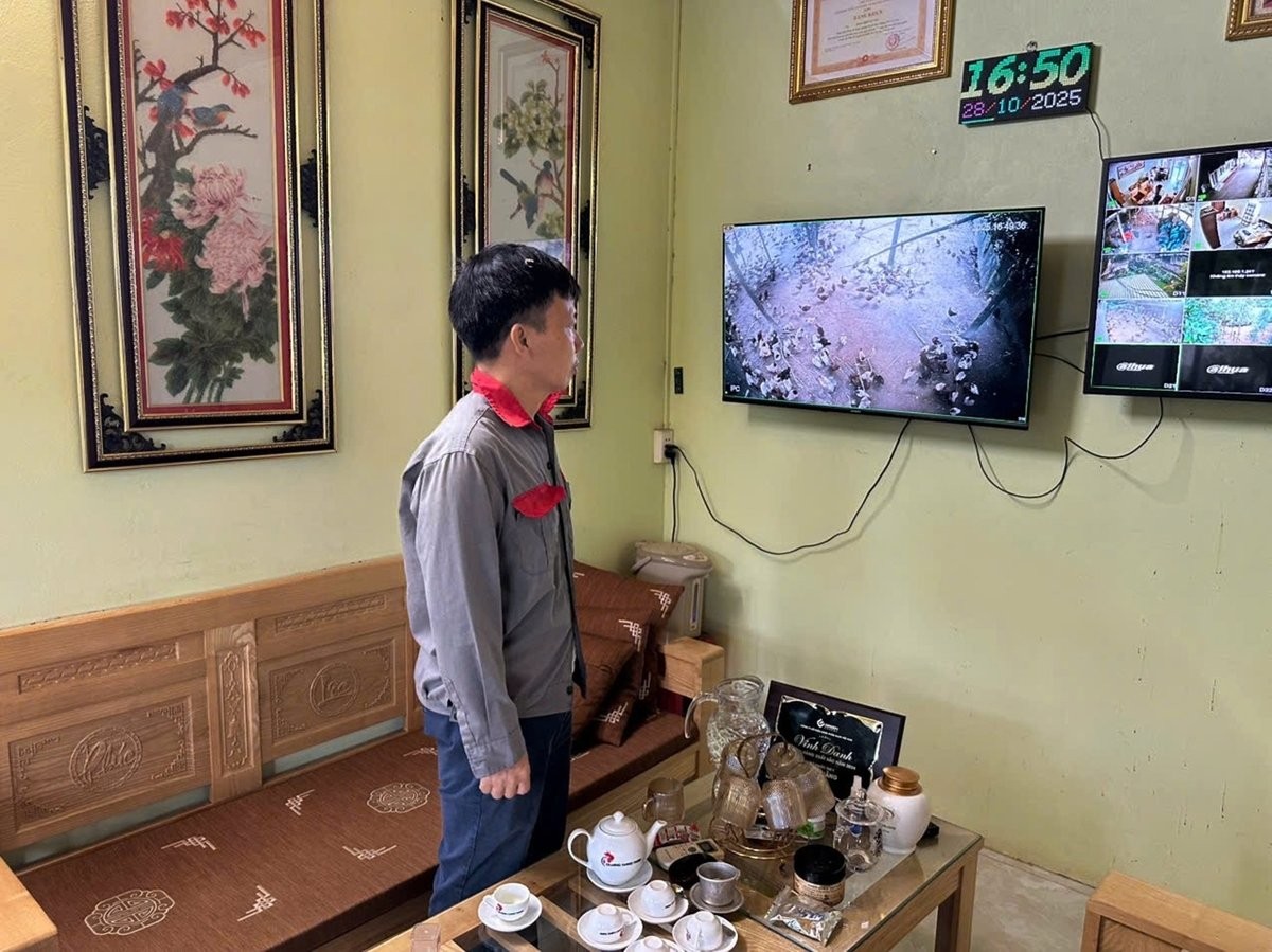 Từ thất bại đến tỷ phú gà thả vườn: Bí quyết 5 chung, 3 riêng giúp nông dân Lào Cai thu hàng tỷ mỗi năm