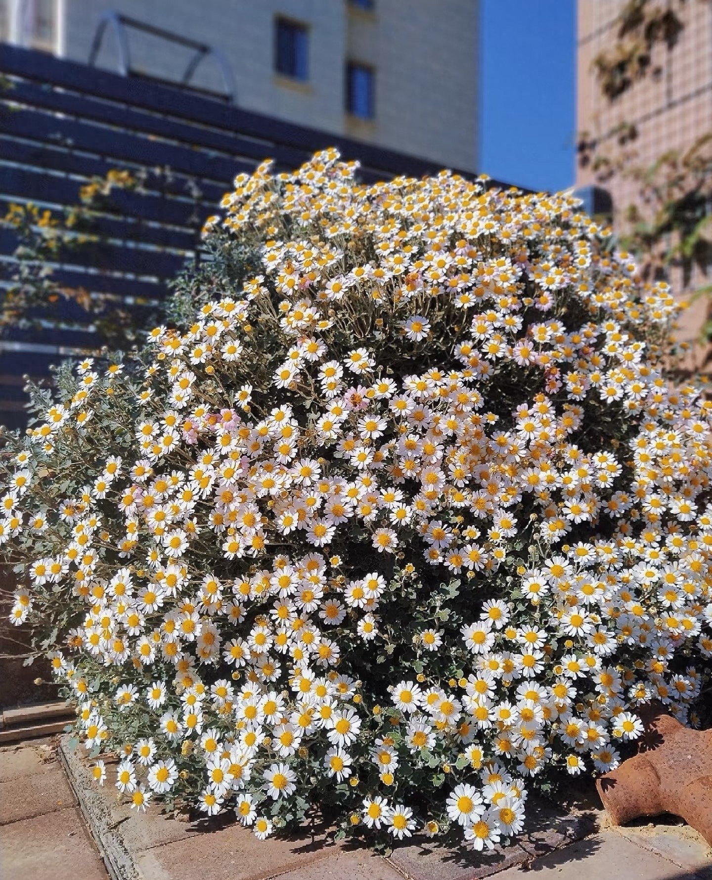 Cúc dại Nhật Bản: Biển hoa trắng – hồng nở suốt 200 ngày, dễ trồng, tỏa hương thơm mát cả mùa