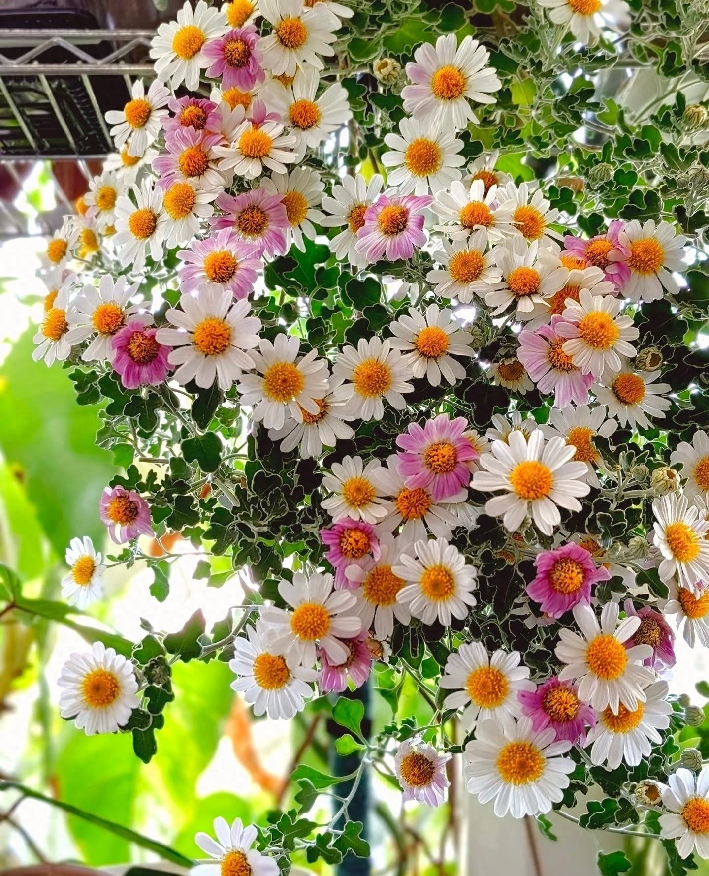 Cúc dại Nhật Bản: Biển hoa trắng – hồng nở suốt 200 ngày, dễ trồng, tỏa hương thơm mát cả mùa