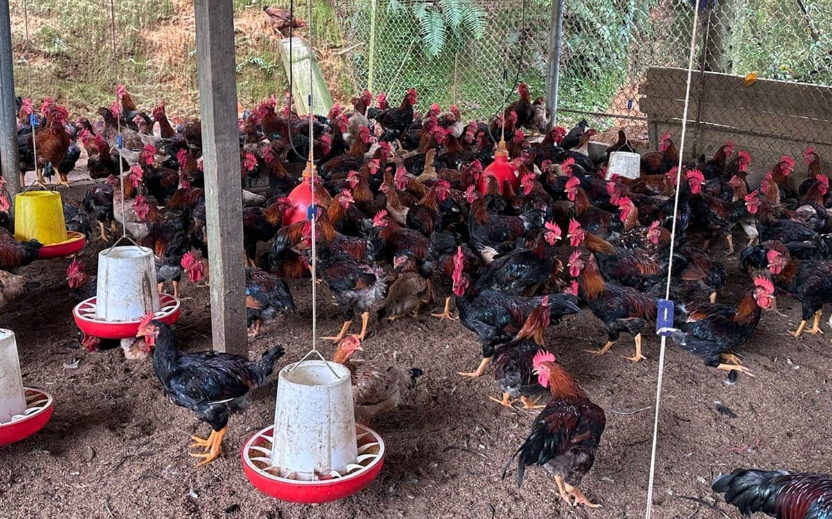 Từ thất bại đến tỷ phú gà thả vườn: Bí quyết 5 chung, 3 riêng giúp nông dân Lào Cai thu hàng tỷ mỗi năm
