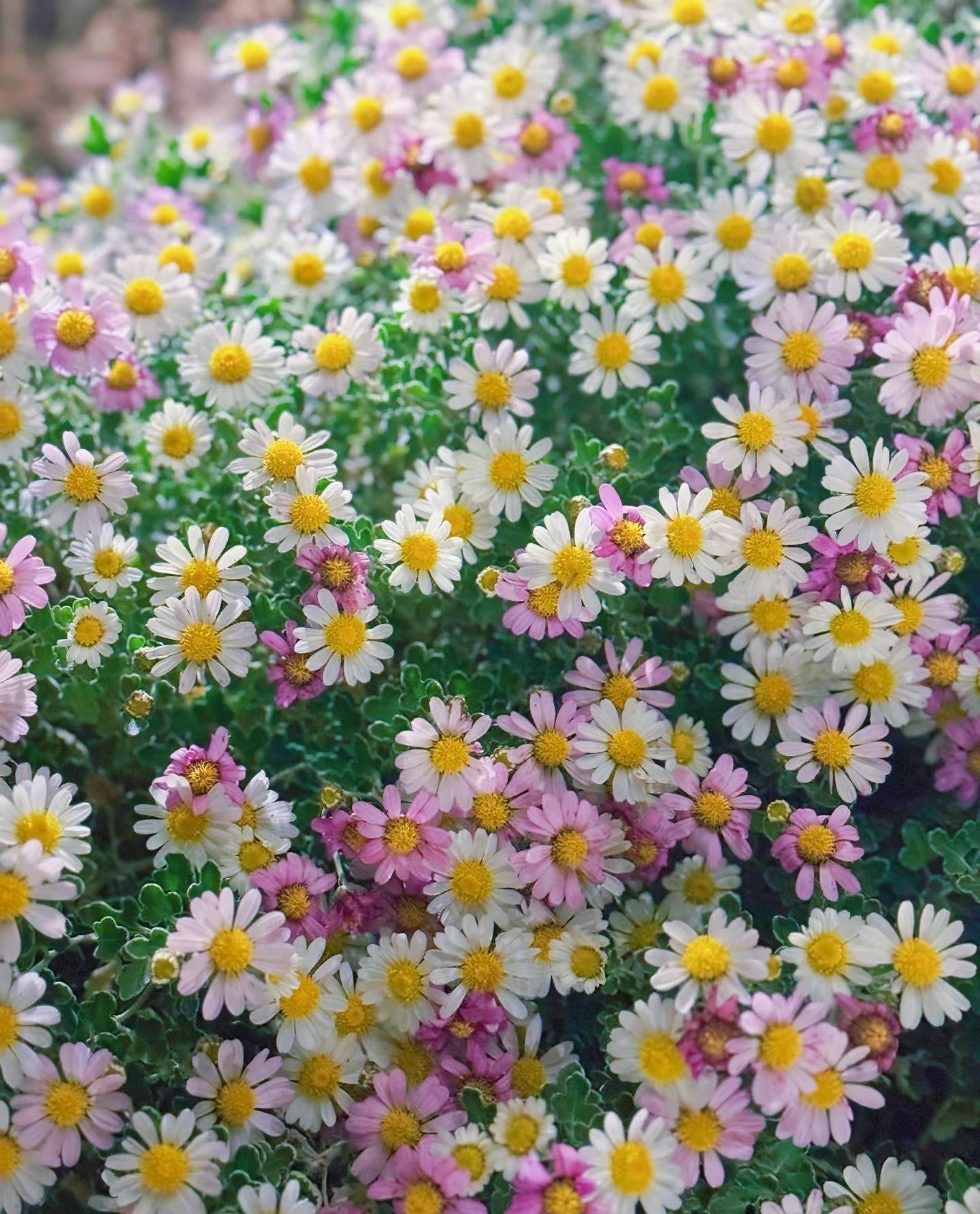 Cúc dại Nhật Bản: Biển hoa trắng – hồng nở suốt 200 ngày, dễ trồng, tỏa hương thơm mát cả mùa