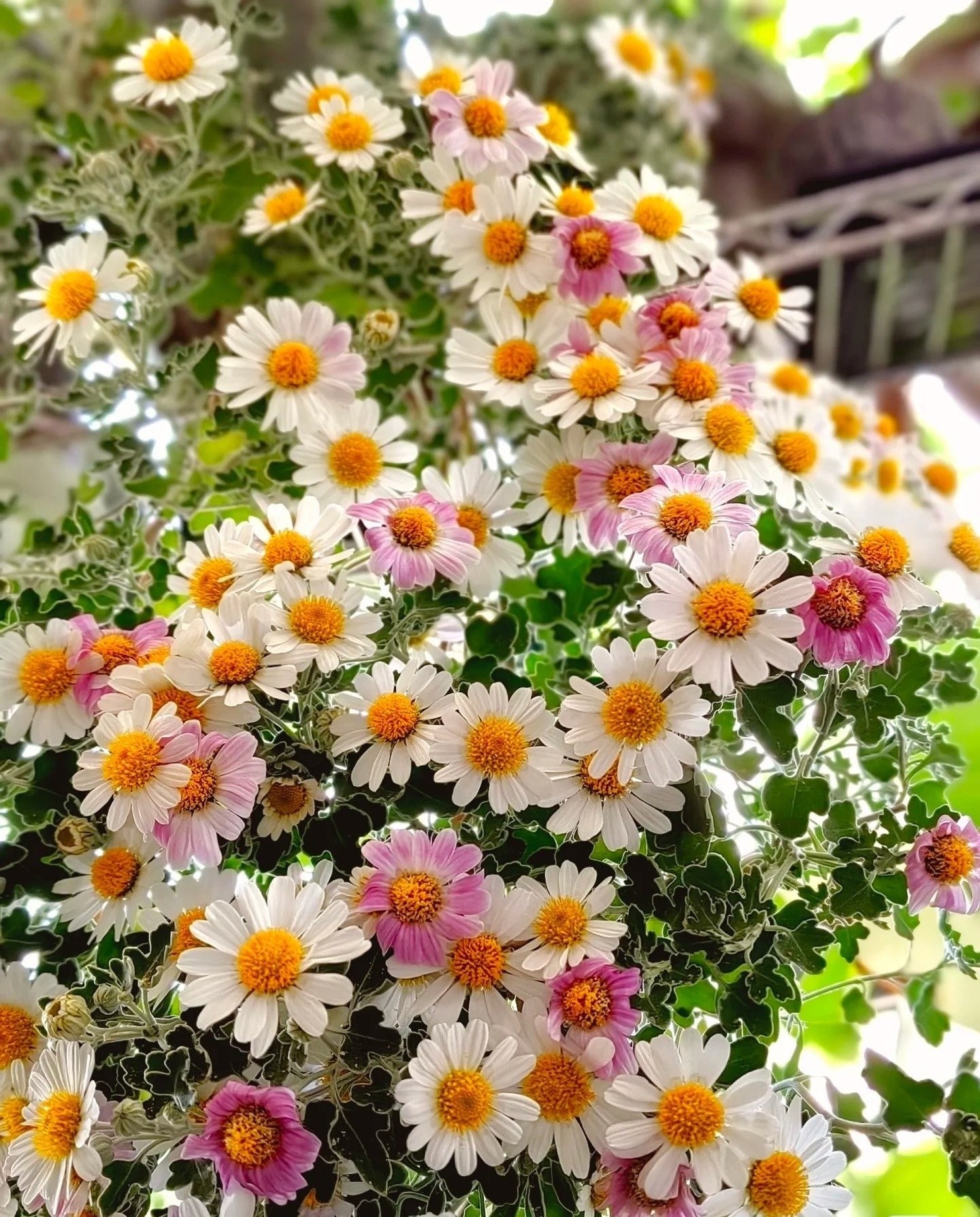 Cúc dại Nhật Bản: Biển hoa trắng – hồng nở suốt 200 ngày, dễ trồng, tỏa hương thơm mát cả mùa