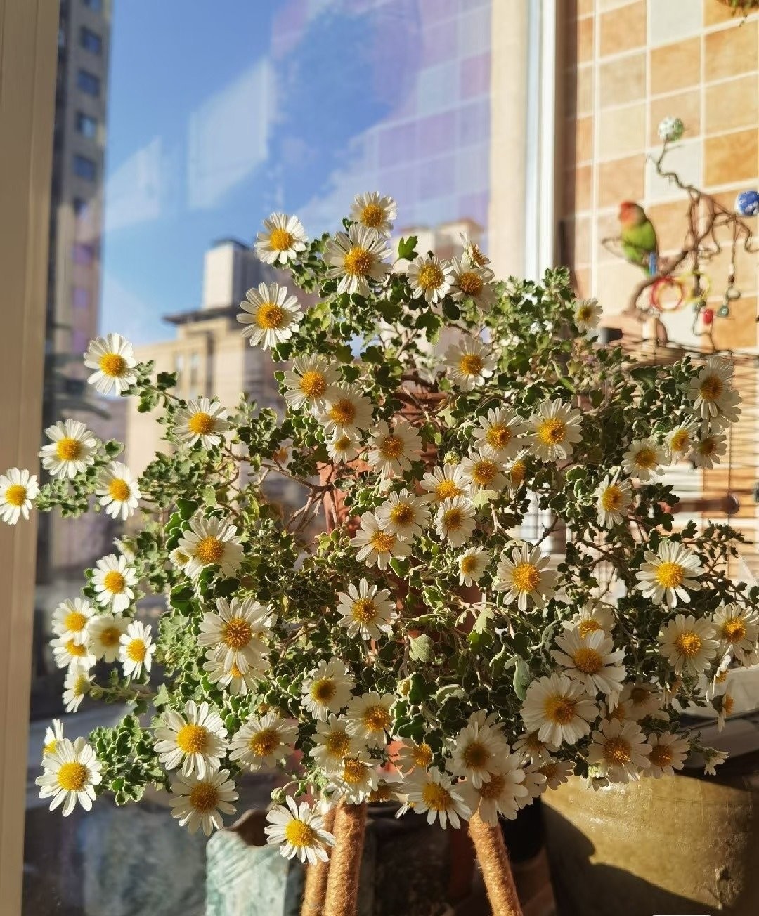 Cúc dại Nhật Bản: Biển hoa trắng – hồng nở suốt 200 ngày, dễ trồng, tỏa hương thơm mát cả mùa