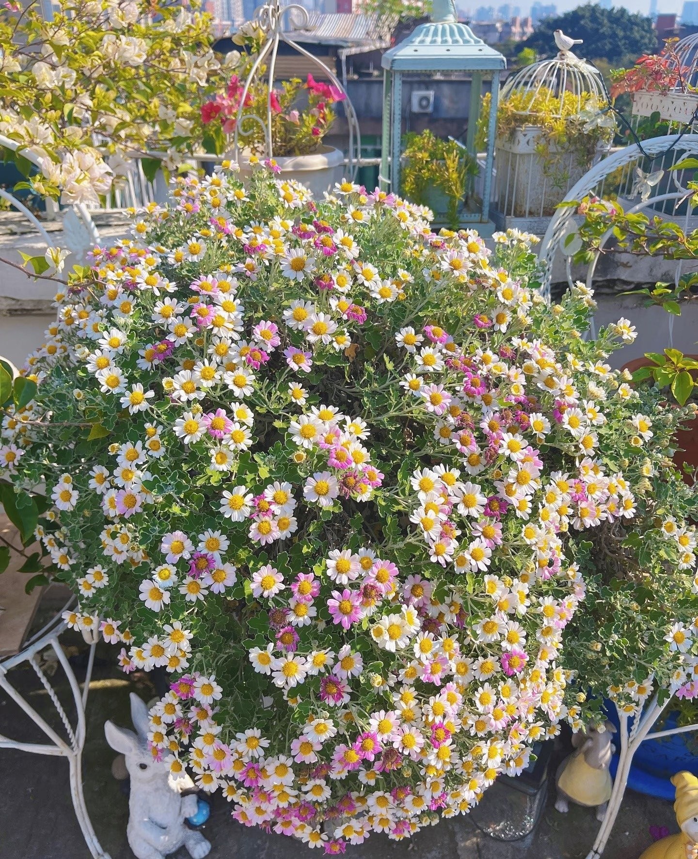 Cúc dại Nhật Bản: Biển hoa trắng – hồng nở suốt 200 ngày, dễ trồng, tỏa hương thơm mát cả mùa