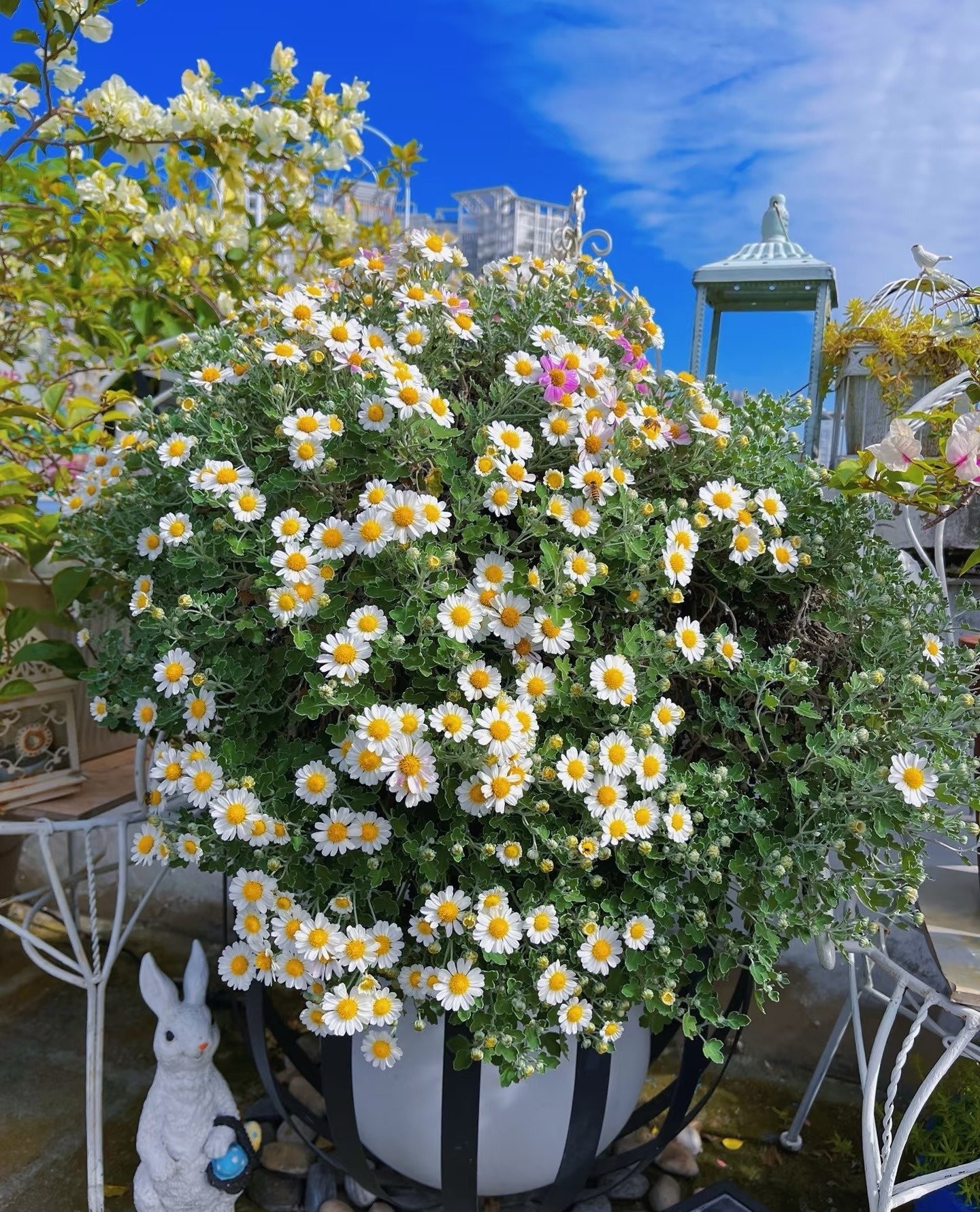 Cúc dại Nhật Bản: Biển hoa trắng – hồng nở suốt 200 ngày, dễ trồng, tỏa hương thơm mát cả mùa