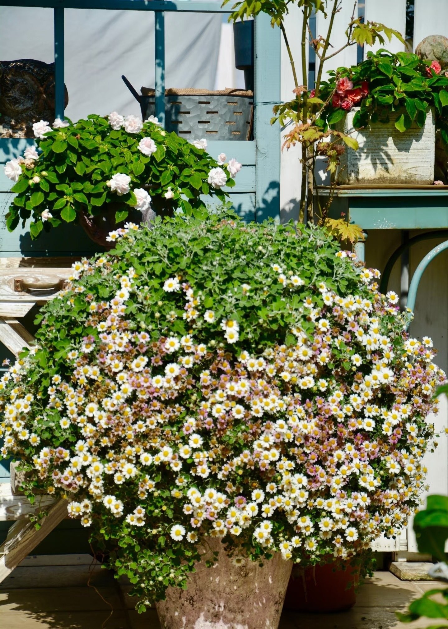 Cúc dại Nhật Bản: Biển hoa trắng – hồng nở suốt 200 ngày, dễ trồng, tỏa hương thơm mát cả mùa